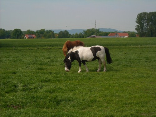Ponyhof_2