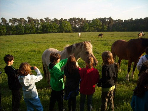 Ponyhof_3