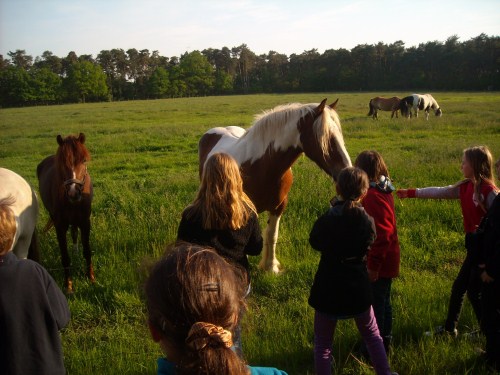 Ponyhof_4